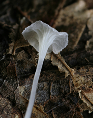Hemimycena crispula