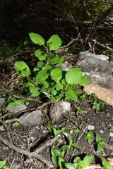 Bursera schlechtendalii