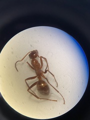 Formica pallidefulva