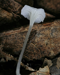 Hemimycena crispula