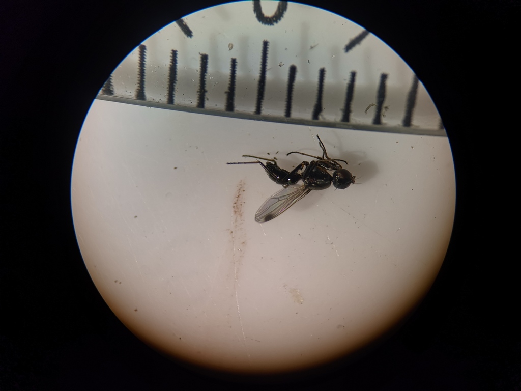 Sepsis cynipsea