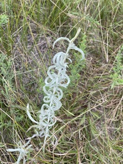 Artemisia ludoviciana