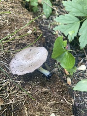 Stropharia rugosoannulata