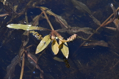 Potamogeton amplifolius