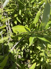 Salix humilis