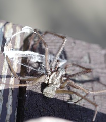 Eratigena atrica