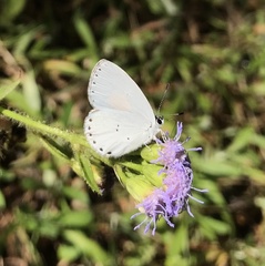 Candalides xanthospilos