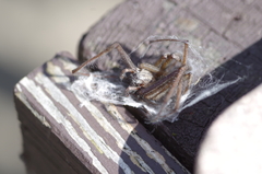 Eratigena atrica