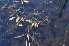 Potamogeton amplifolius