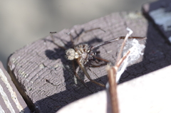 Eratigena atrica