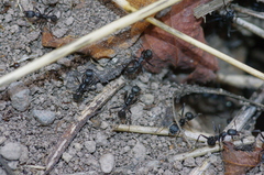 Aphaenogaster