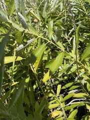 Salix humilis