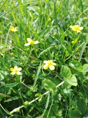 Ranunculus flammula