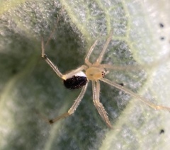 Theridiidae