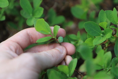 Vaccinium cespitosum