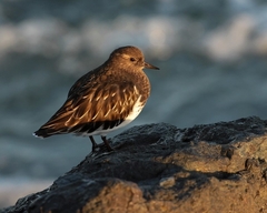 Arenaria melanocephala