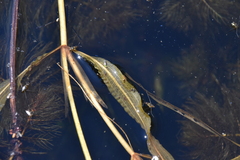 Potamogeton amplifolius