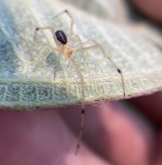 Theridiidae