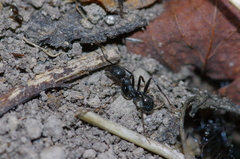 Aphaenogaster