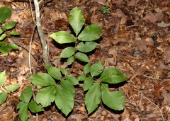 Carya tomentosa