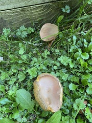 Xerocomus subtomentosus