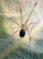 Theridiidae