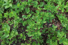 Vaccinium cespitosum