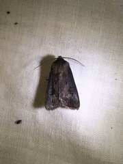 Agrotis venerabilis
