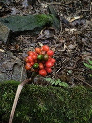 Arisaema triphyllum