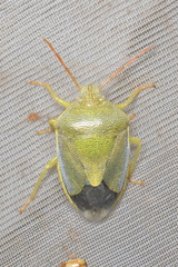 Piezodorus lituratus