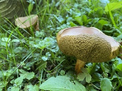 Xerocomus subtomentosus