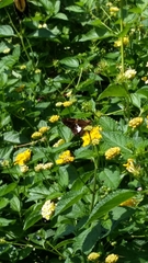 Epargyreus clarus