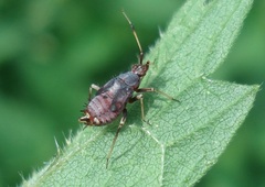 Deraeocoris ruber