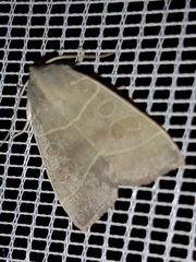 Ipimorpha pleonectusa