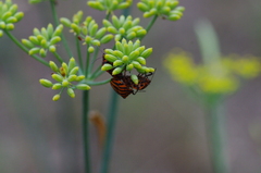 Graphosoma italicum