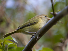 Pachysylvia aurantiifrons
