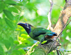 Aulacorhynchus prasinus