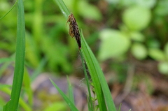 Carex pilosa