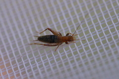 Arachnocephalus vestitus