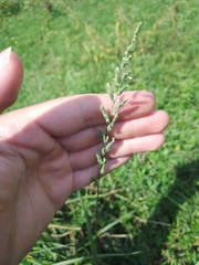 Beckmannia eruciformis