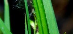 Carex pilosa