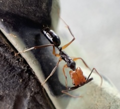 Odontomachus erythrocephalus