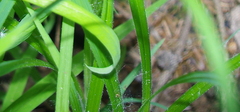 Carex pilosa