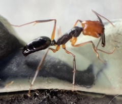 Odontomachus erythrocephalus