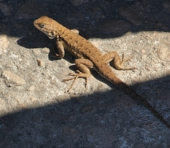 Sceloporus graciosus
