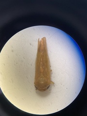 Speudotettix subfusculus