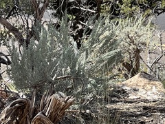Artemisia filifolia