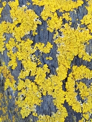 Xanthoria