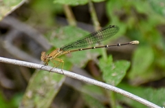 Argia