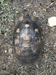 Testudo marginata